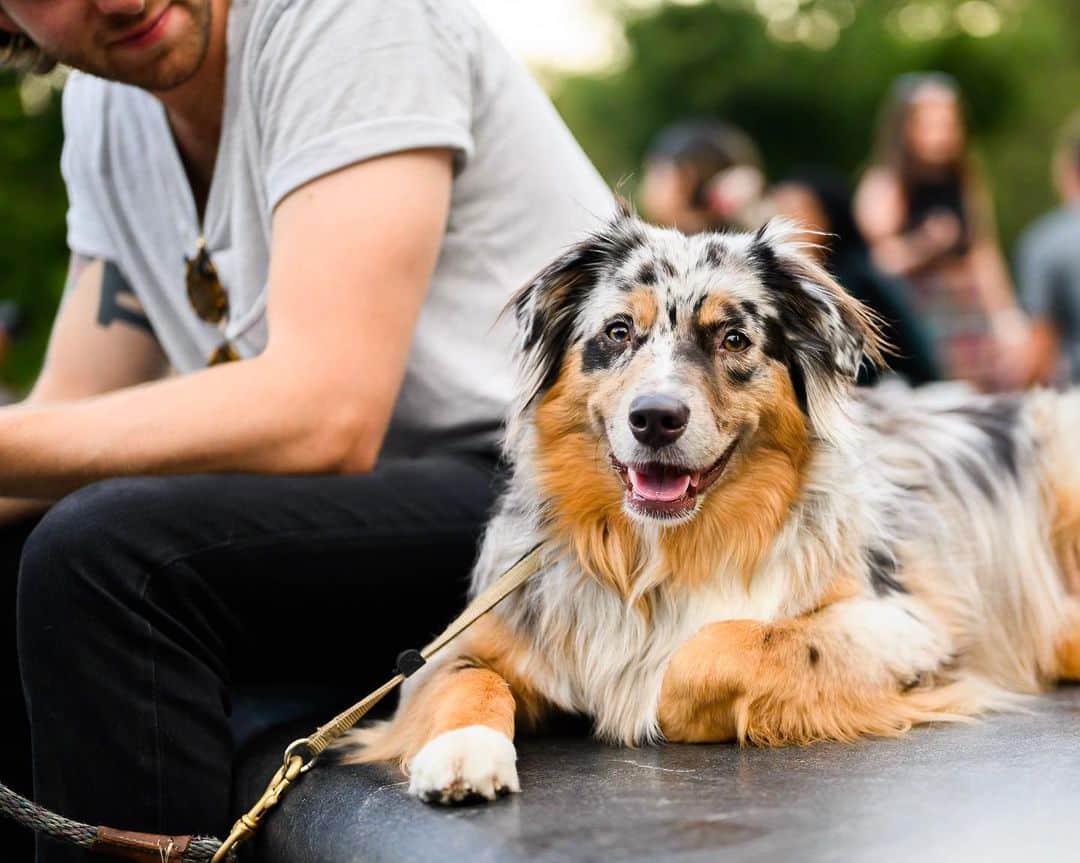 The Dogistさんのインスタグラム写真 - (The DogistInstagram)「Dexter, Australian Shepherd (2 y/o), Washington Square Park, New York, NY • “He has a weird fascination with laundry. If it’s in the basket he’ll put it all in one corner of the couch and sleep on it. I think it’s my scent.”」8月13日 12時32分 - thedogist