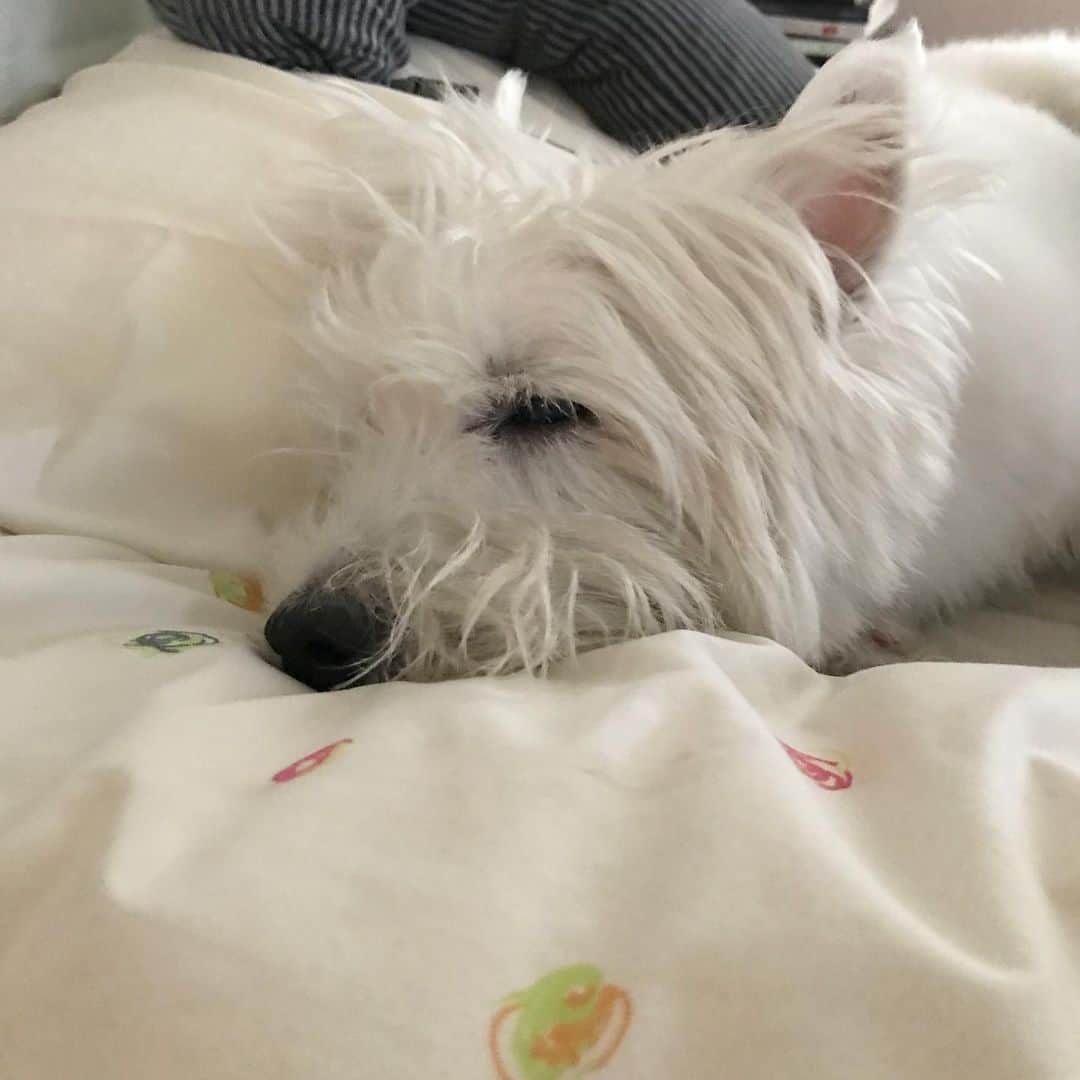 Hoykong&Plamuekのインスタグラム：「Don’t wake me up #plamuek_westies」