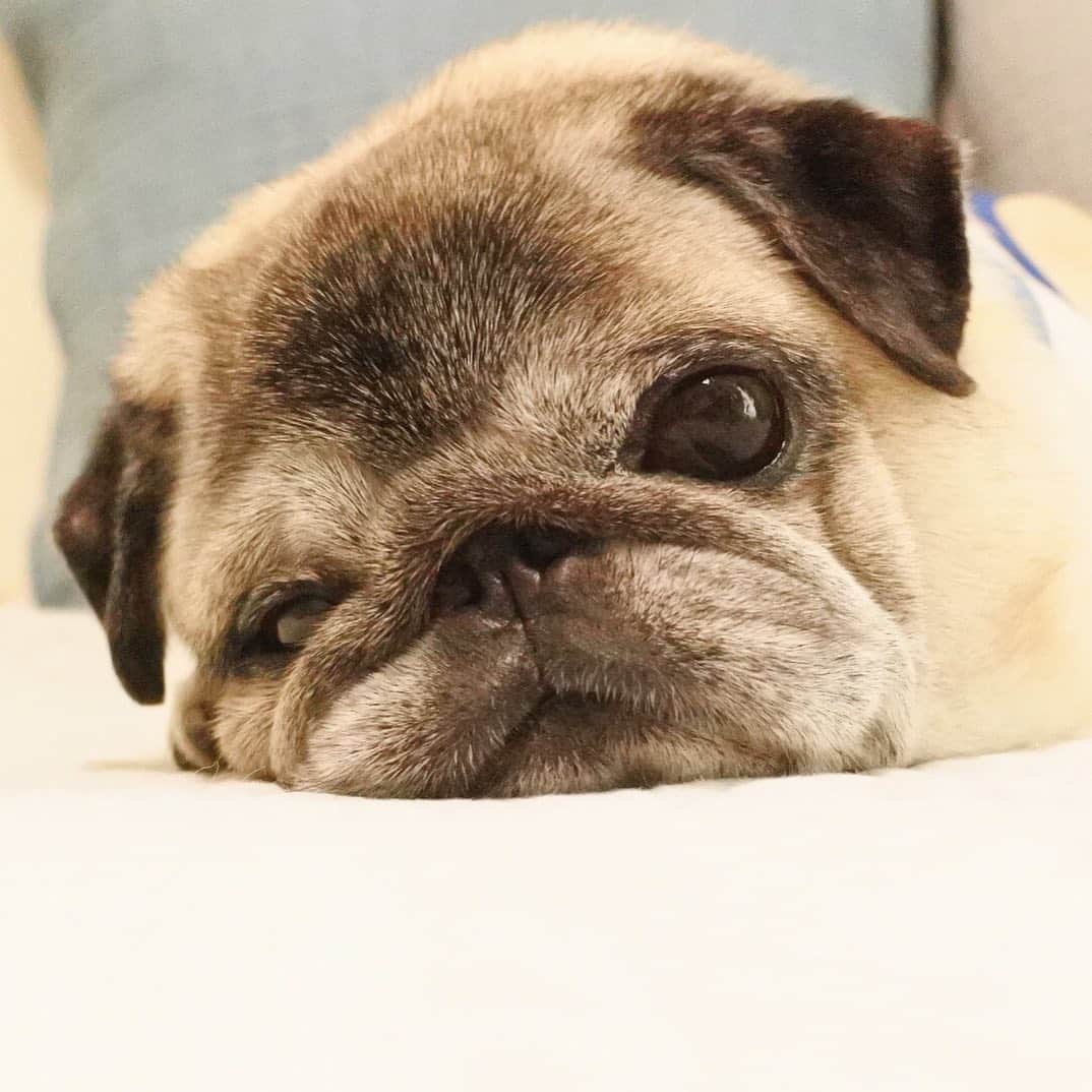 八兵衛のインスタグラム：「Good afternoon 💤 * * お盆は 我が家は無縁なので 何もなく(実家も)、 半分は仕事して べえさんは いつも通りに 食べて寝ています🐖 * * #ほぼ黒パグ #おじいちゃん犬 #パグ #pug #puggy #puglife #puglove #petstagram #pugstagram #pugsofinstagram #pugs #dog #ふわもこ部  @igersjp #IGersJP #east_dog_japan #pecoイヌ部 #八兵衛 #はちべえ #朝ワンコ夕ニャンコ」