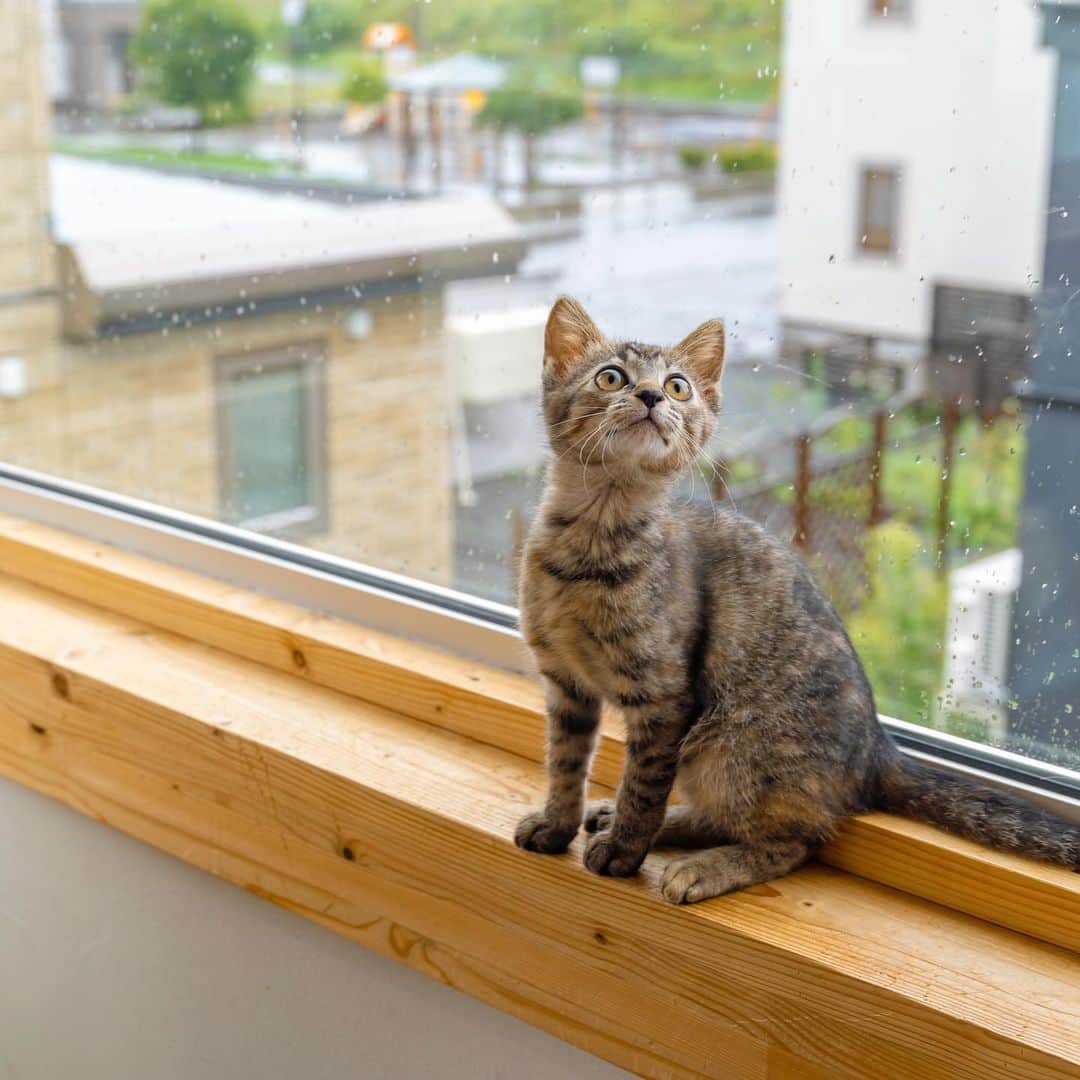 マアルさんのインスタグラム写真 - (マアルInstagram)「ドラミさん #🐈 #猫好きさんと繋がりたい #北海道 #旭川市 #猫ホテル」8月13日 13時06分 - psmaaru