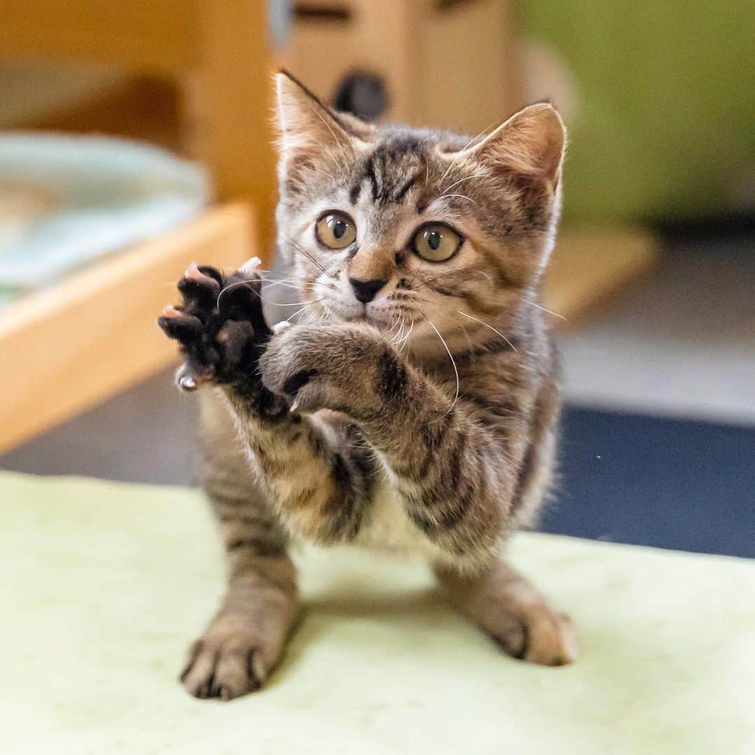 マアルのインスタグラム：「ドラミさん #🐈 #猫好きさんと繋がりたい #北海道 #旭川市 #猫ホテル」