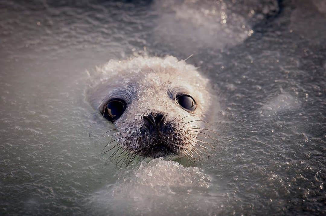 National Geographic Creativeさんのインスタグラム写真 - (National Geographic CreativeInstagram)「Photo by @jenniferhayesig | A harp seal pup peeks its head above ice while learning to swim in the Gulf of Saint Lawrence, Quebec. #HarpSeal #Quebec #Canada」8月14日 0時20分 - natgeointhefield