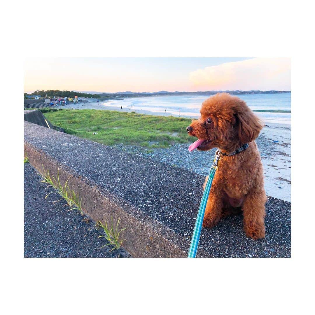 牧野由依さんのインスタグラム写真 - (牧野由依Instagram)「ピンクの空が映る海の青。 小さい時から知ってる場所はやっぱり落ち着く😌💖 海は海藻ぶんぶんするだけの場所ではないのです🙅🏻 ほーら、こんなおしゃれな写真も…撮れてる…でしょ？ でしょでしょ？笑 #海岸 #夕暮れ #dogstagram #いぬすたぐらむ #おさんぽ」8月13日 22時54分 - yui_makino0119