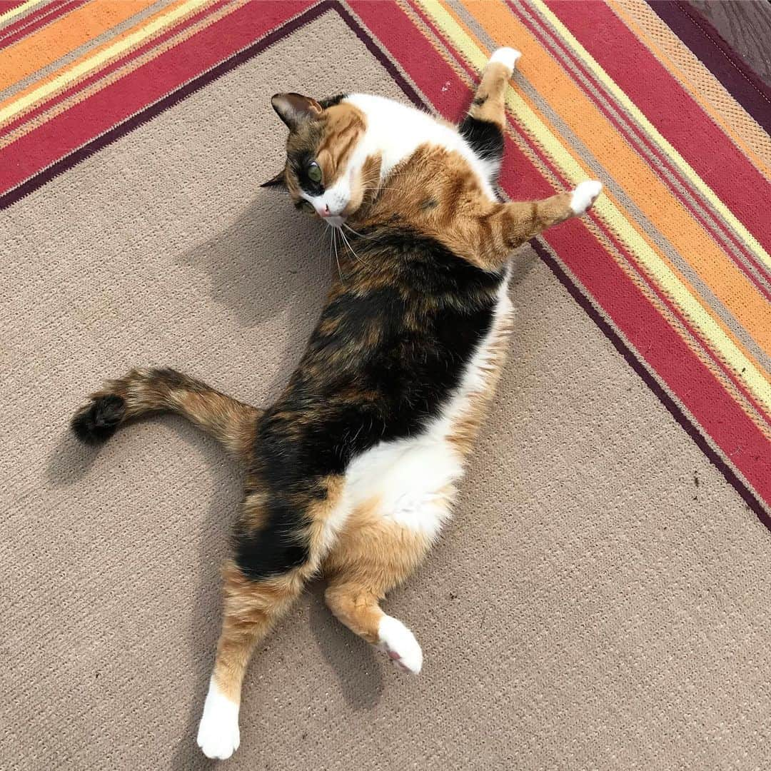 リリーさんのインスタグラム写真 - (リリーInstagram)「Strike a pose 😽」8月13日 23時03分 - lilly_crazyeyes