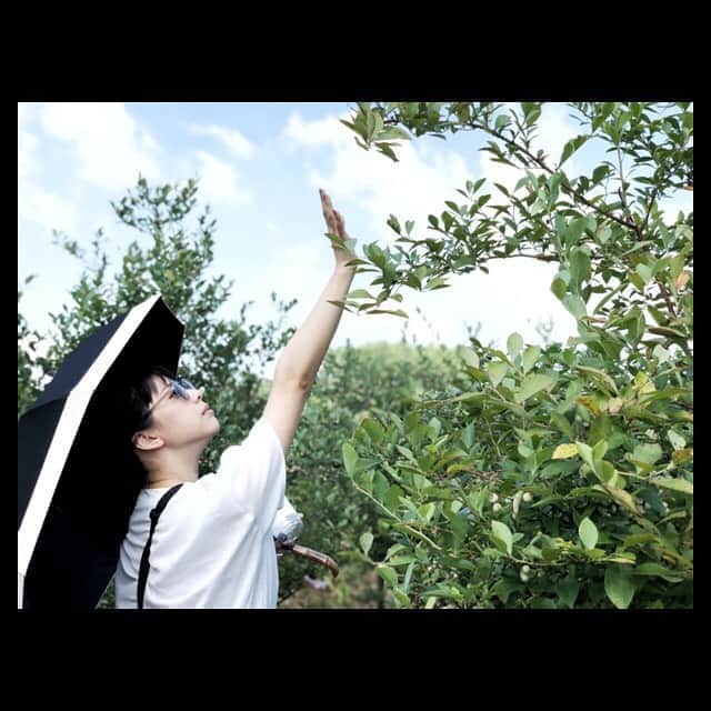 田中美麗さんのインスタグラム写真 - (田中美麗Instagram)「ブルーベリー狩り🌿  #ブルーベリー狩り  #blueberry  #大好物」8月13日 23時15分 - mirei_tanaka_