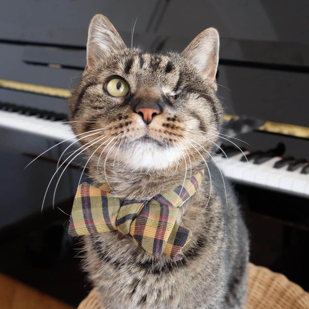 catinberlinさんのインスタグラム写真 - (catinberlinInstagram)「Piano lessons with Max. 😆 www.catinberlin.com」8月13日 23時20分 - catinberlin