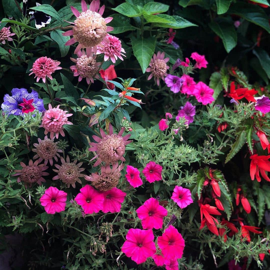 ザックポーゼンさんのインスタグラム写真 - (ザックポーゼンInstagram)「Good morning! The #flowers in the garden and light today are reminding me of the seasonal change. #latesummer」8月13日 23時20分 - zacposen