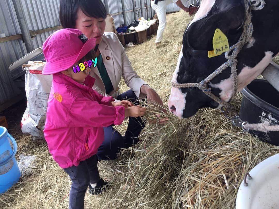 鈴木貴子さんのインスタグラム写真 - (鈴木貴子Instagram)「天気にも恵まれた今日は、釧路市大楽毛にて開かれていた 釧路ホルスタイン共進会へ🐮  共進会というのは、ホルスタインつまり乳牛の品評会です  お天気も良かったのと、娘が動物に興味を持ち始めたのもあり 連れていくことに🎵  できるだけ本物、絵本の牛と比べて本物は こんなにも大きくて、以外とゴツゴツしてるんだよー と見せることができました🐮  いきなり多くの大人に囲まれて人見知り気味でしたが、 牛見知りはまったくなく、エサまであげていました！  はなの頭をナデナデしたり、鼻息かけられても ニコニコしている姿はなかなか逞しかったです‼️ お散歩などで犬や猫に触れあえても なかなか牛や馬は頻繁に会えないので良い機会となりました  牛がなくたびに“もぉーーーーー”と答えていたのが面白かったです  そして、開会式ではさすがに私の足元にいましたが 主催者挨拶、来賓紹介などで、しっかりと拍手をしていました 教えていなくても拍手と握手だけは、すっかりマスターしていて👀‼️ みなさんに可愛がってもらい大変助かりました！ ありがとうございました‼️」8月13日 23時22分 - _takako.suzuki_