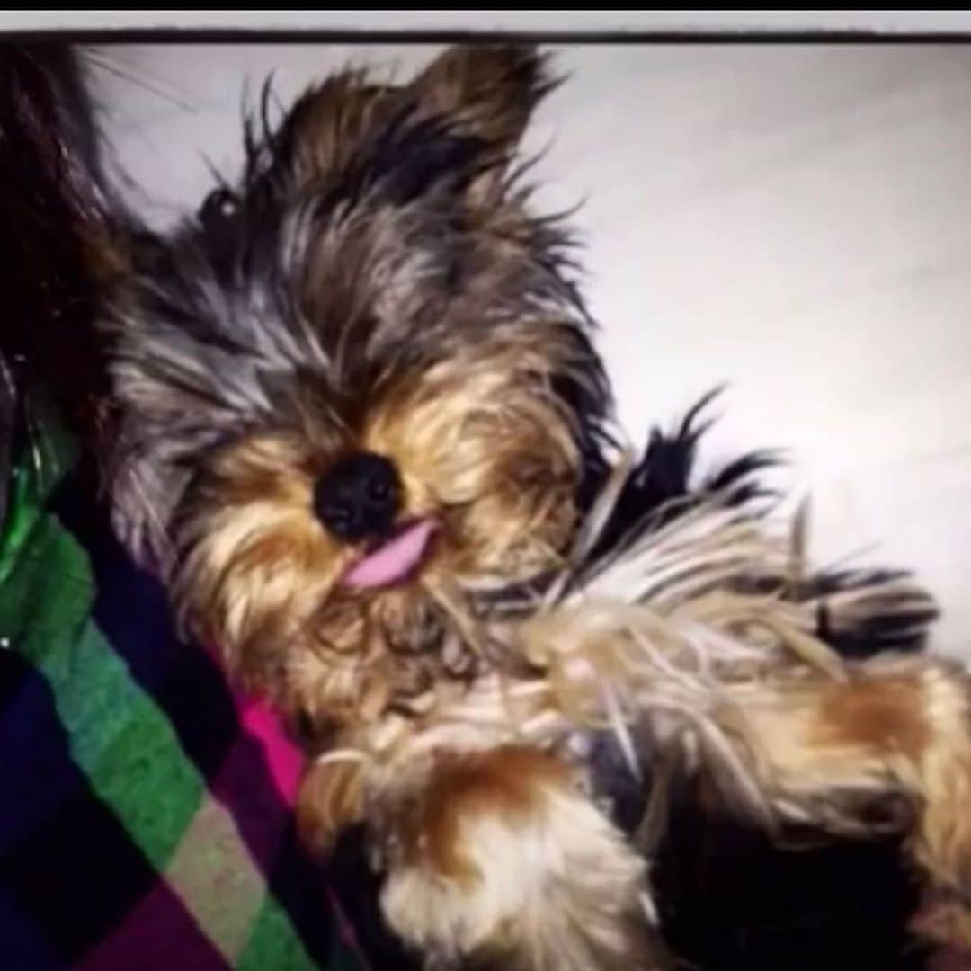 ディーナ・ニコール・コルテーゼのインスタグラム：「Happy 7th birthday to our first baby ❤️.. our beautiful miracle pup ! We love you Cali girl !」