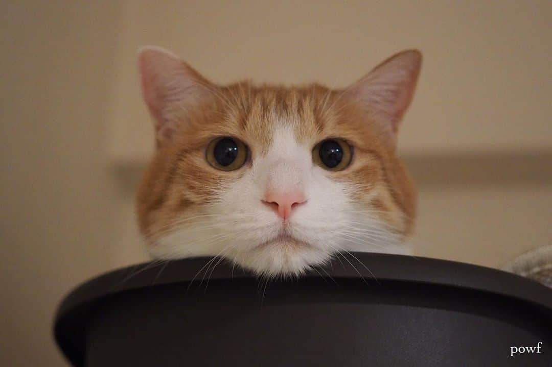anemone_69のインスタグラム：「. #にゃま首 #ハカセとキョウジュ #茶トラ白 #茶白 #cat #猫 #保護猫 . . .」