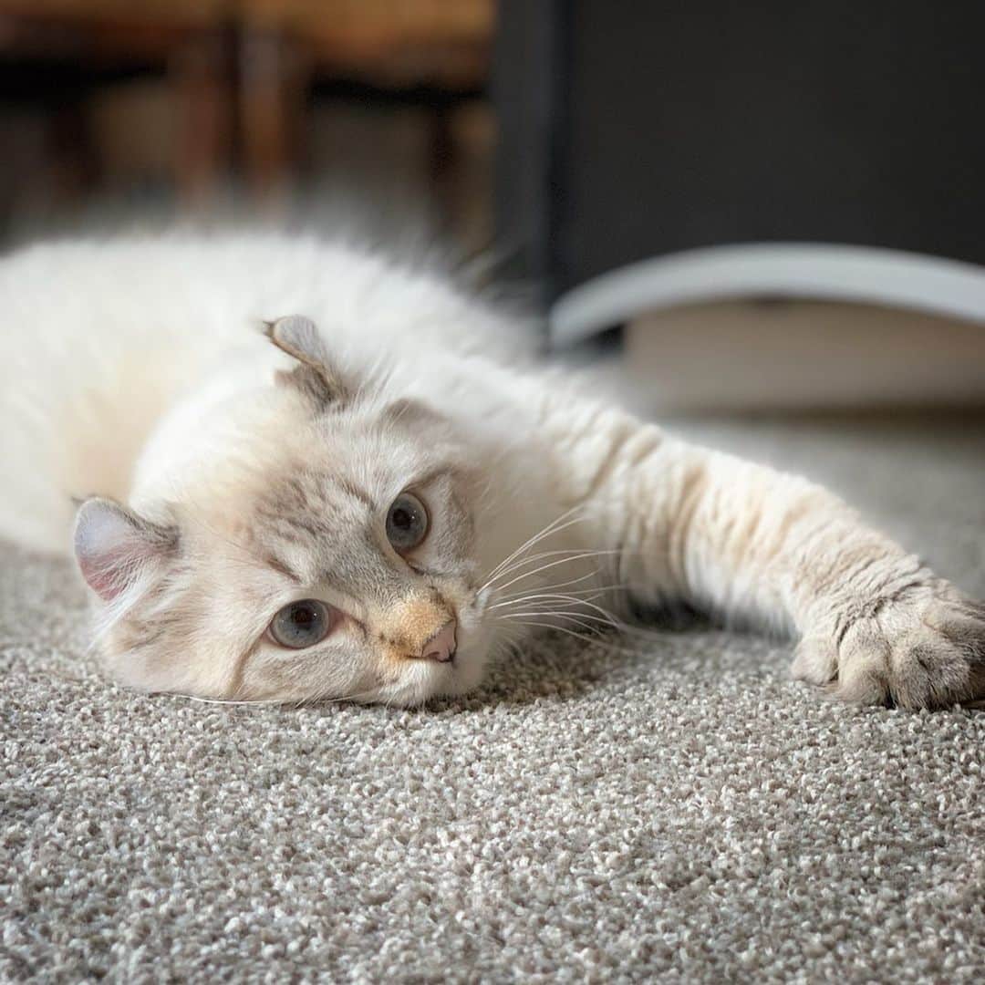 Venus Cat さんのインスタグラム写真 - (Venus Cat Instagram)「They say a picture is worth 1,000 words so instead of telling you how comfortable our STAINMASTER® PetProtect™ carpet is, we’ll let these 5 pictures speak for themselves! 😺❤️🐾 #petprotect #stainmaster #sponsored」8月13日 23時43分 - venustwofacecat