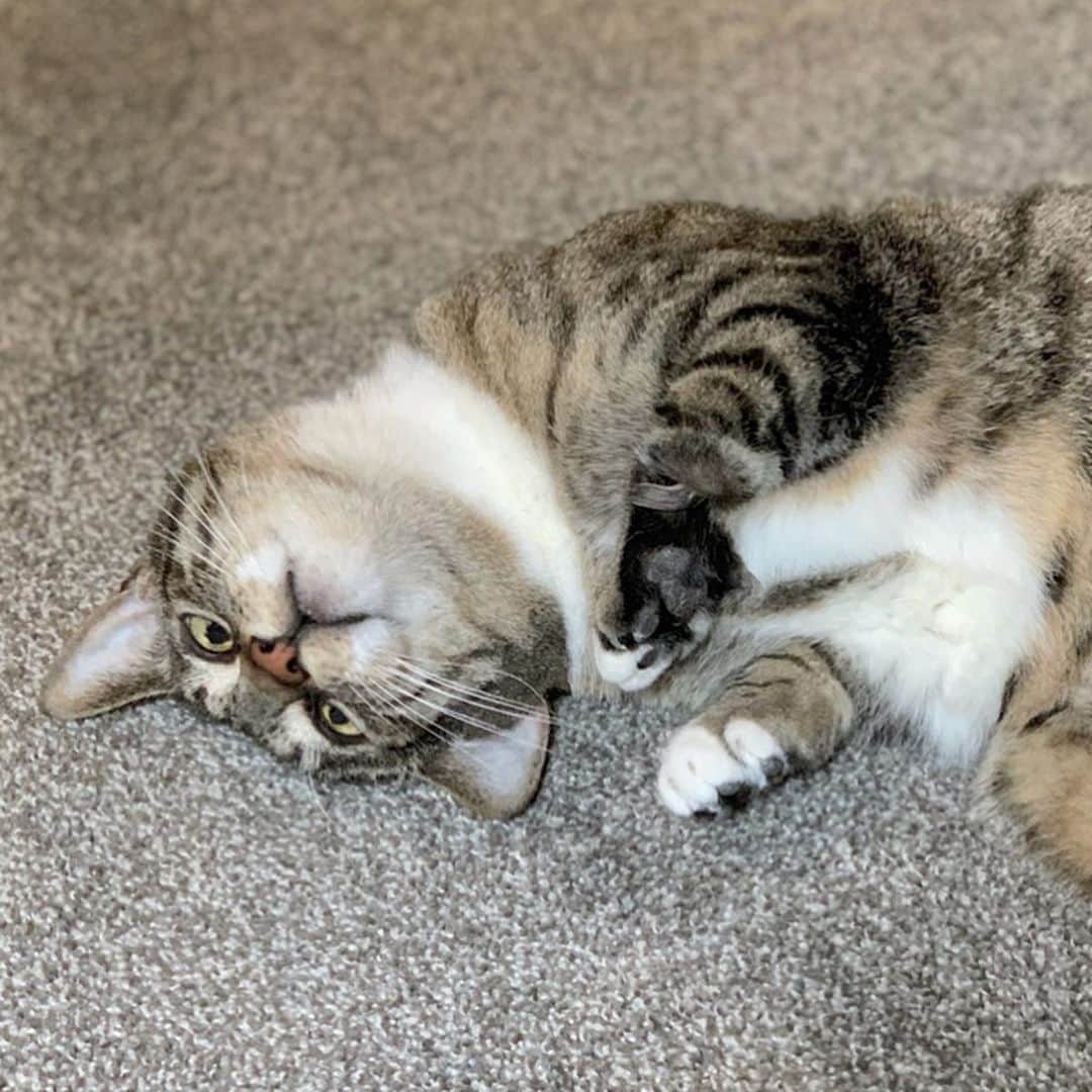Venus Cat さんのインスタグラム写真 - (Venus Cat Instagram)「They say a picture is worth 1,000 words so instead of telling you how comfortable our STAINMASTER® PetProtect™ carpet is, we’ll let these 5 pictures speak for themselves! 😺❤️🐾 #petprotect #stainmaster #sponsored」8月13日 23時43分 - venustwofacecat