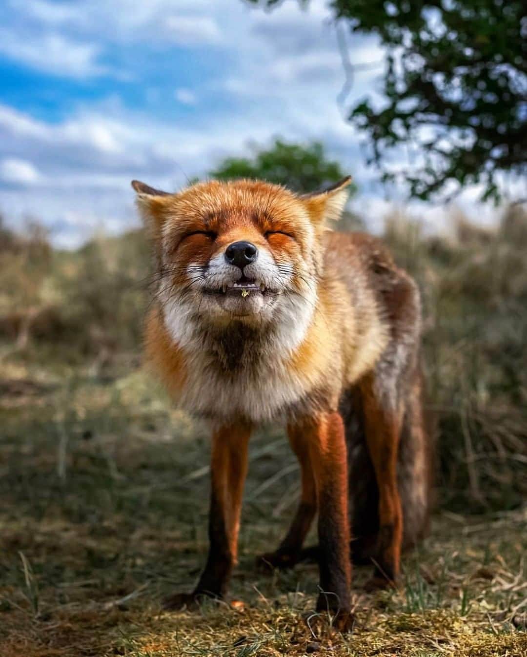 Discoveryさんのインスタグラム写真 - (DiscoveryInstagram)「“Life is short. Smile while you still have teeth." -wise fox says🦊 📸 + caption by Ossi Saarinen (@soosseli) . . . . #photography #photooftheday #explore #naturephotography #nature #potd #travelIG #wow #natureIG #explore #travelgram #fox #smile」8月13日 23時46分 - discovery