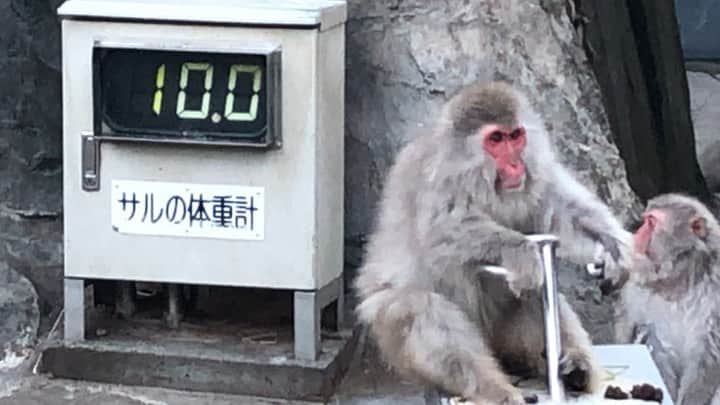 阿知波妃皇のインスタグラム：「動物園はよく行きます 動画全部みてください #夏 #動物園」