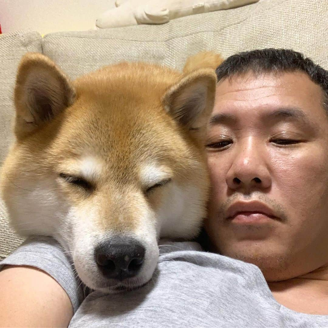 まる（まるたろう）さんのインスタグラム写真 - (まる（まるたろう）Instagram)「Good night✨🐶👴🏻💤✨パパ、肩貸して #今日はここで寝るから #動いちゃダメだよ #あごずん」8月14日 0時09分 - marutaro