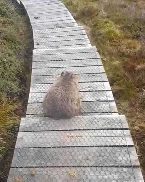 Australiaのインスタグラム