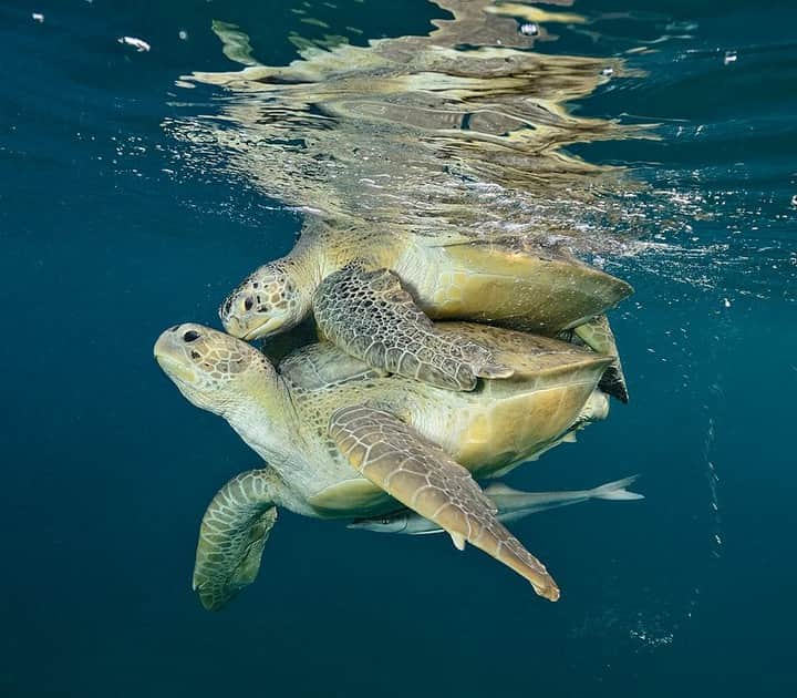 ナショナルジオグラフィックさんのインスタグラム写真 - (ナショナルジオグラフィックInstagram)「Photo by Brian Skerry @brianskerry | Green sea turtles mate off Buck Island in St. Croix. These waters were protected by President Kennedy in 1961 as a national monument, and because of this effort, animals like sea turtles have rebounded, along with so many more in these important ecosystems. The U.S. Park Service has had a decades-long program to study sea turtles here and help restore their populations. To see many more photos of ocean animals and read the stories behind the pictures follow @BrianSkerry #stcroix #seaturtles #buckisland」8月13日 15時39分 - natgeo