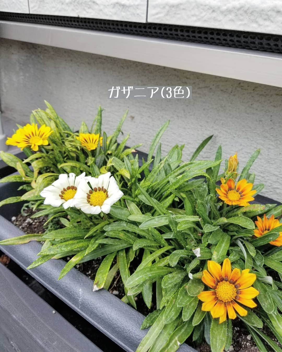 koyukkuma 一条工務店さんのインスタグラム写真 - (koyukkuma 一条工務店Instagram)「• ガサツでわんぱくな真ん中娘の女子力を上げるために、お花のお世話を始めたけど…… • 買いに行って好きなの選んで、植えたら満足！ お花が増えたら気付いてくれるけど、毎日の水やりまでは😅 • 末っ子の方がお花ヨシヨシして水やりしたがるかな………(笑) • 手入れしたら元気に育ってくれるのを見て楽しくて、私の方がお花にハマってるかも💦 • ま………暑いの苦手やから毎日汗だくで外で作業、花がら摘んで伸びきったら切り戻してってお手入れは正直面倒やけど、お花はちゃんとこたえてくれるねぇ🌼 • • 先日ストーリーで質問したら色々なお花をオススメしてくれたから、空いてる鉢に何植えようか悩んでます～🌻 • ちなみに今は青いお花を植えたい気分💓 • #一条工務店 #アイスマート #ismart #マイホーム #おうち #エクステリア #庭 #庭の花 #花 #ガーデニング #園芸 #お花 #マイガーデン #庭いじり #植木鉢 #暮らし #暮らしを楽しむ #日々のこと #日々の暮らし #丁寧な暮らし #すっきり暮らす #暮らしを整える #シンプルライフ #シンプルな暮らし #お花のある暮らし #緑のある暮らし #庭のある暮らし」8月13日 15時48分 - kumasan_ismart