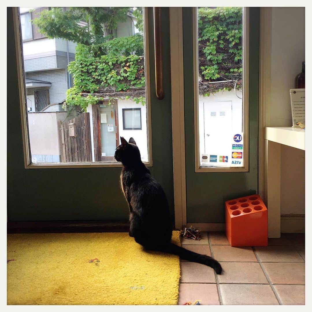 kumikoさんのインスタグラム写真 - (kumikoInstagram)「やっぱ外が気になる？ #そとねこくろちゃん」8月13日 16時53分 - makudeco