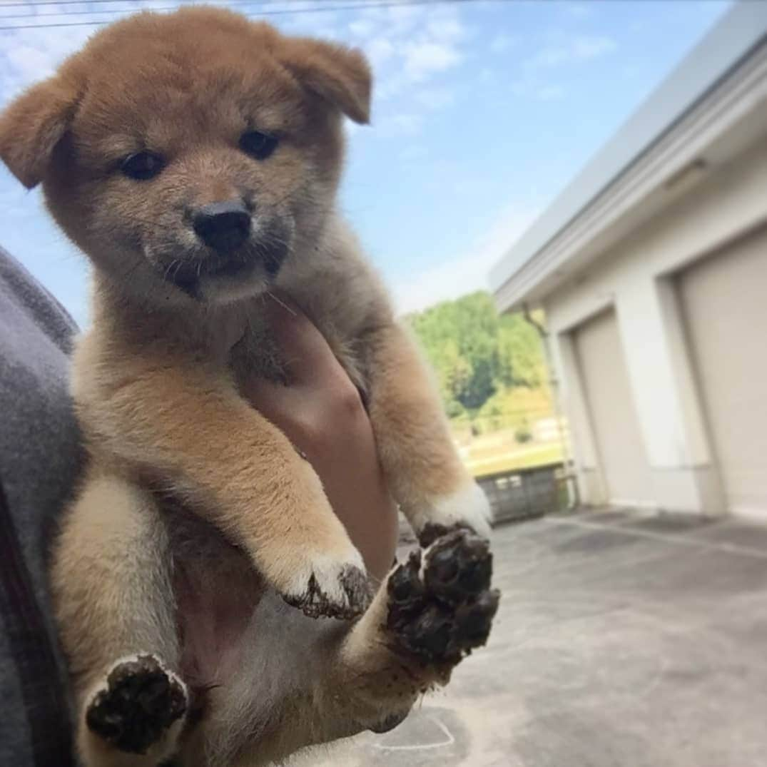 柴犬たま Shibainu Tamaさんのインスタグラム写真 - (柴犬たま Shibainu TamaInstagram)「🍀蔵出し映像リターンズ🍀 今流行り(?)のライオンキングポーズ🦁 昔の探してみたけどこんなのしかなかった😅 * 最近トラ姉さんのところに会いに行けてないけど トラさんの事だからきっと元気にしてるはず😁👌 * Caption trans🇬🇧 🍀 Memory clip returns 🍀 Baby Tora and Meekeh🐶❤️🐶 * #柴犬たま #たママ #たま家族 #柴犬トラ #柴犬ミケ #ミケしゃんの靴下 #蔵出し映像 #蔵出し映像リターンズ #ライオンキング #困り顔 #たれみみ #ふわもこ #肉球 #たまもいるよ #柴犬 #shiba #shibainu #shibastagram #犬 #dog #柴犬赤ちゃん #柴犬子犬 #子犬 #shibababy #shibainubaby #baby #shibapuppy #shibainupuppy #puppy #多頭飼い」8月13日 16時53分 - tama7653