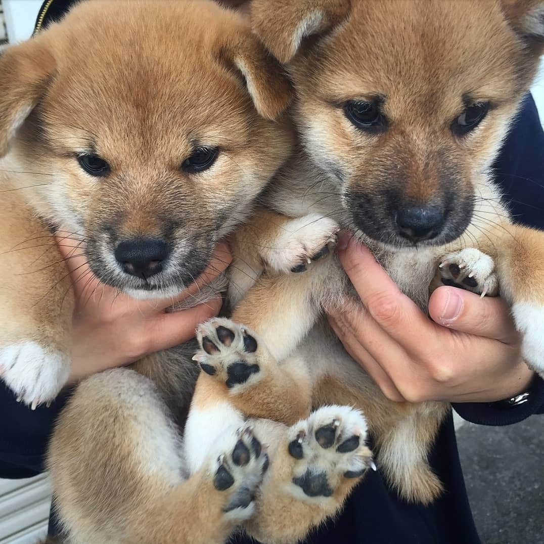 柴犬たま Shibainu Tamaさんのインスタグラム写真 - (柴犬たま Shibainu TamaInstagram)「🍀蔵出し映像リターンズ🍀 今流行り(?)のライオンキングポーズ🦁 昔の探してみたけどこんなのしかなかった😅 * 最近トラ姉さんのところに会いに行けてないけど トラさんの事だからきっと元気にしてるはず😁👌 * Caption trans🇬🇧 🍀 Memory clip returns 🍀 Baby Tora and Meekeh🐶❤️🐶 * #柴犬たま #たママ #たま家族 #柴犬トラ #柴犬ミケ #ミケしゃんの靴下 #蔵出し映像 #蔵出し映像リターンズ #ライオンキング #困り顔 #たれみみ #ふわもこ #肉球 #たまもいるよ #柴犬 #shiba #shibainu #shibastagram #犬 #dog #柴犬赤ちゃん #柴犬子犬 #子犬 #shibababy #shibainubaby #baby #shibapuppy #shibainupuppy #puppy #多頭飼い」8月13日 16時53分 - tama7653