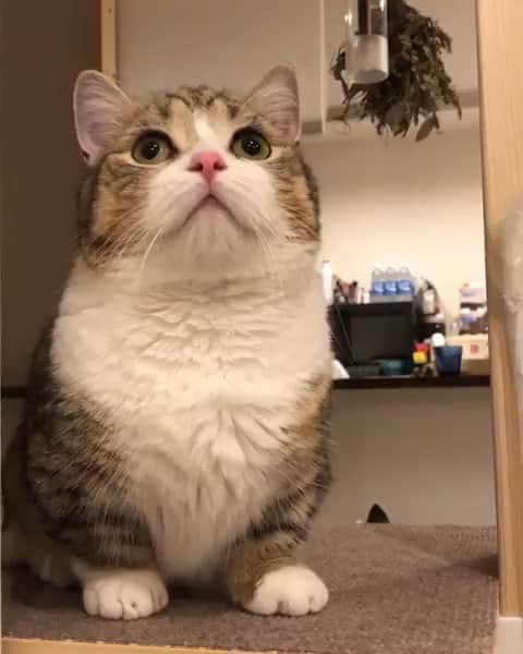 PECOねこ部のインスタグラム