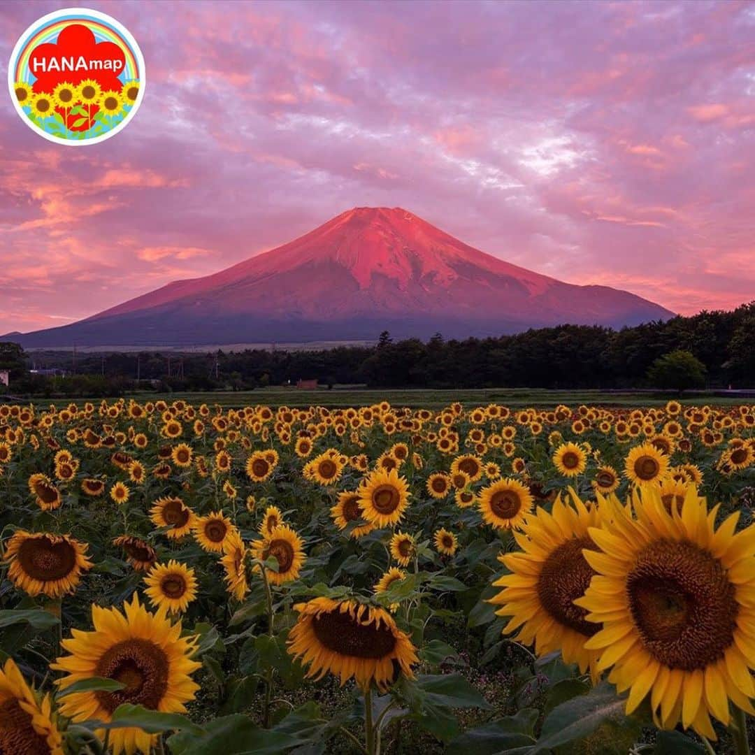 はなまっぷ❁日本の花風景さんのインスタグラム写真 - (はなまっぷ❁日本の花風景Instagram)「🌻🌺はなまっぷの夏まつり🌺🌻 * @ryovu さんの 夏の花々に花まるを💮 * 暑さに負けずに咲き誇る素敵な夏の花々をありがとうございます😊🌺 * 山梨  #花の都公園 Hananomiyako Park, Yamanashi Pref. * 🌻ヒマワリの花言葉🌻 あなたを見つめる、愛慕 * 🌈•••🌺•••🌻•••🌺•••🌻•••🌺•••🌈 * 🌺夏まつり始めました🌺 〜8/31まで #はなまっぷ  のタグの中から、夏のお花のお写真をご紹介させていただきます。期間中はランダムに、複数枚投稿でもご紹介させていただく場合がございます。 * #夏#日本#花#ひまわり#ヒマワリ#向日葵#富士山 * 🌈•••🌺•••🌻•••🌺•••🌻•••🌺•••🌈 *」8月13日 17時14分 - hanamap