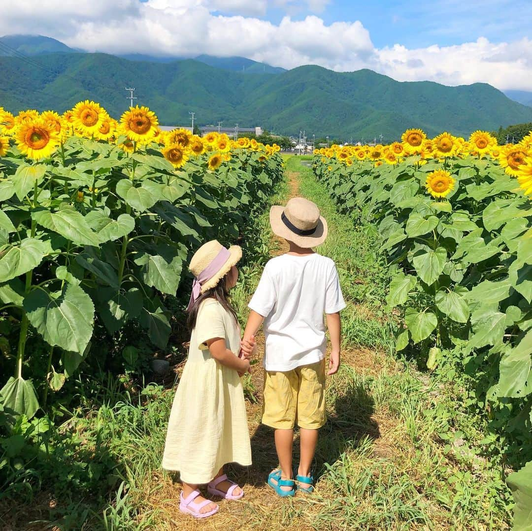 manamisotayutaさんのインスタグラム写真 - (manamisotayutaInstagram)「#ひまわり畑 🌻🌻🌻 今年も信州安曇野 #ほりがねの里  に🌻 まっすぐ太陽の方を向いていてほんときれーい✨✨✨ ひまわり大好き💛 元気になるー❤️ ひまわり見てたら長野朝日放送のインタビュー受けちゃった🤣 映るかなー🤣❤︎ ・ ・ その後は#国営アルプスあづみの公園  で#ニジマス つかみ取りしたり、川で遊んだり❤️ 夏休み大満喫💛💛 ＊ ＊ コーデはひまわりカラーの @mite__official  のワンピ💛 娘のワンピは @pairmanon ＊ ＊ 娘のワンピースは @pairmanon  お気に入りすぎてイエローも買い足し💛 ＊ ＊ ＊ #ひまわり#花畑#flower  #親子コーデ#summer  #国内旅行#夏休み#ママタビジョ #リンクコーデ#ふたごコーデ #trip#親子リンクコーデ #カベジョ#gw_mag #ワンピース #タビジョ#女子旅  #mamagirl #ponte_fashion #ルーファ #mineby3mootd」8月13日 17時18分 - manamisotayuta