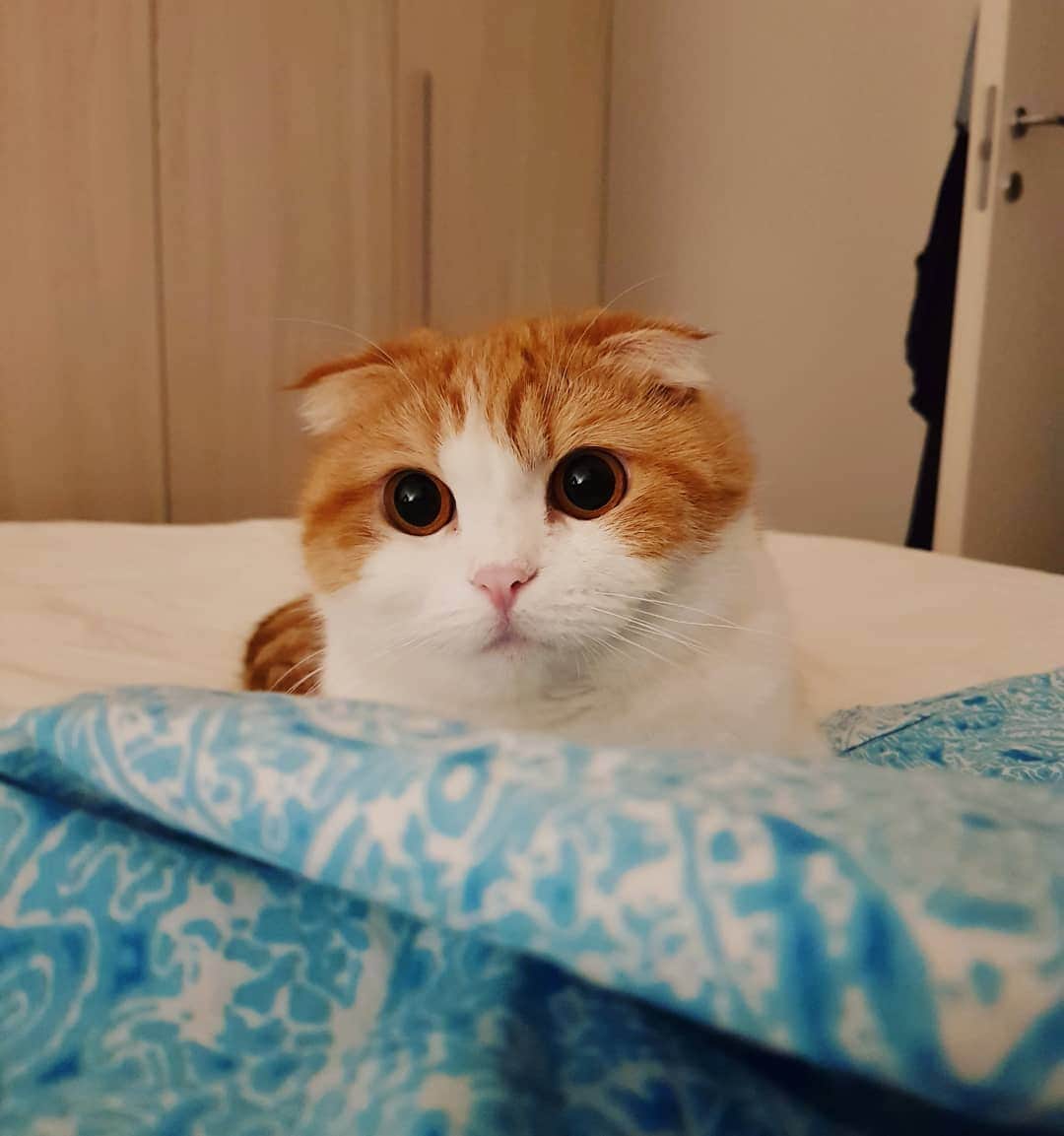 のインスタグラム：「The humans are MIA again 🐱 dove sono I servi? . . 딥사는 휴가중😏🏖😎 . . . #고양이 #猫 #ねこ #スコ #cat #cats #catstagram #catsofinstagram #instagramcats #instacat #bestmeow #catoftheday #catsofworld #catsloversworld #catsofday #냥스타그램 #또앙 #귀여워 #냥이 #caturday #gatos #cats_of_instagram #ilovemycat #catselfie #kittensofinstagram #kittens #catsdaily #kucing #mao」