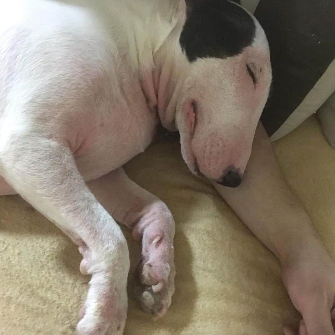 Q太郎さんのインスタグラム写真 - (Q太郎Instagram)「#minituru#bull#terrier#minibullterrier#miniturubullterrier#dog#dogstagram#cute#qtaro#love#family#ミニチュア#ブルテリア#ミニチュアブルテリア#Q太郎」8月13日 18時17分 - qtaro.jun