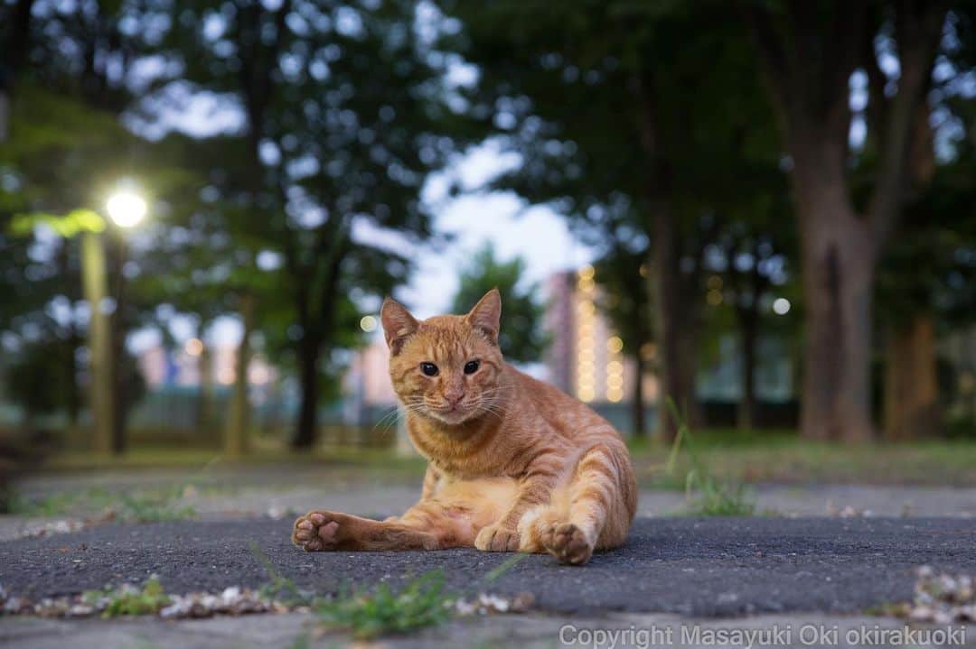 Masayukiさんのインスタグラム写真 - (MasayukiInstagram)「お尻をついてくつろぐ。  #cat #ねこ」8月13日 18時21分 - okirakuoki