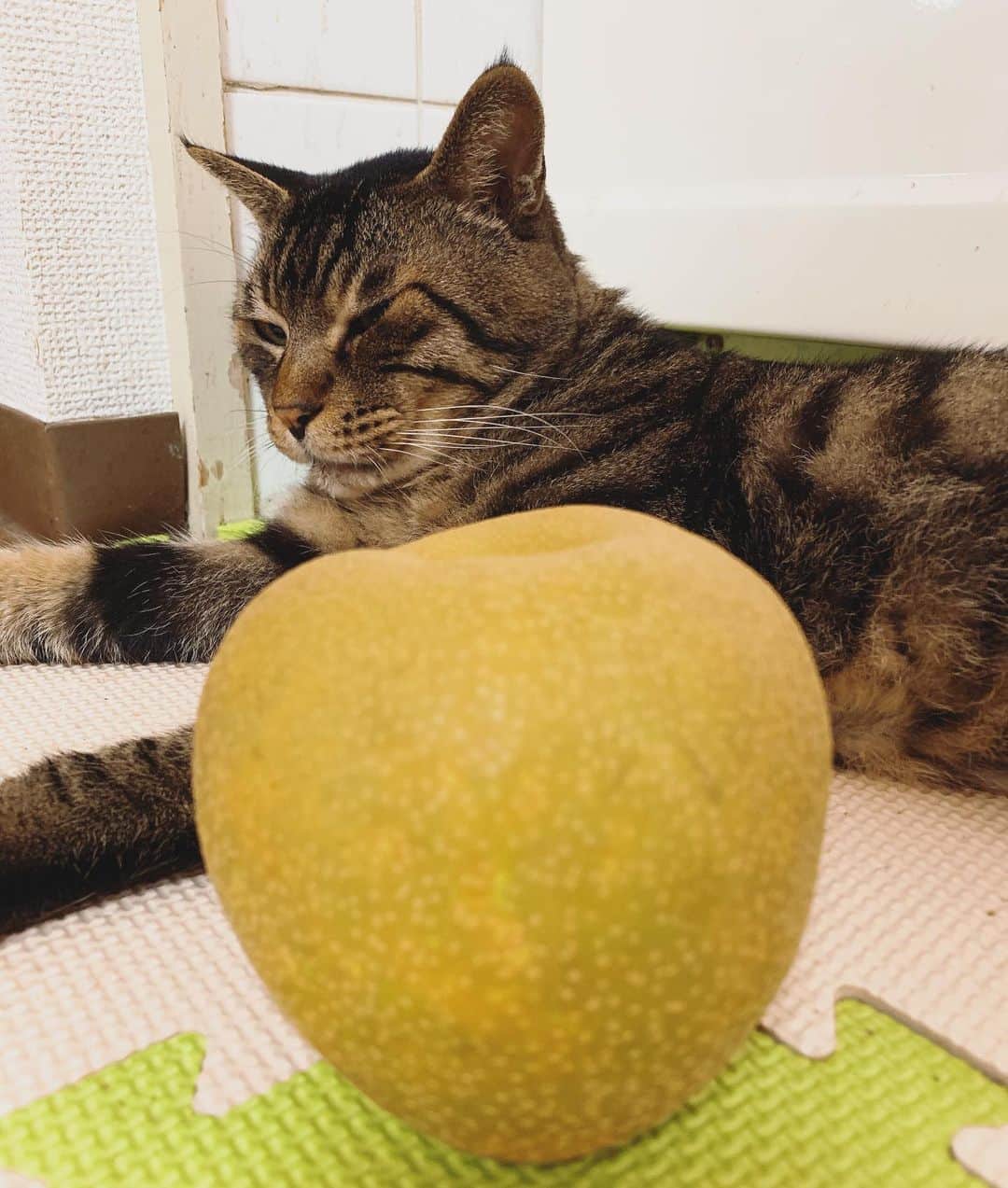 Musashiさんのインスタグラム写真 - (MusashiInstagram)「夕方ムサシさん。今年も千葉から美味しい梨が届きました。It's a Delicious Pear.🍐 #musashi #mck #cat #キジトラ #ムサシさん #musashi_the_cat #ねこすたぐらむ」8月13日 19時03分 - _daisy