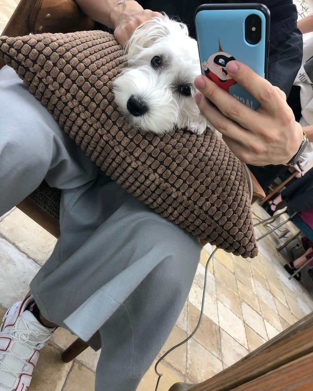 平田雄也さんのインスタグラム写真 - (平田雄也Instagram)「もいっちょリリー🐕  #Gigi #可愛い」8月13日 19時12分 - yuyastagram620