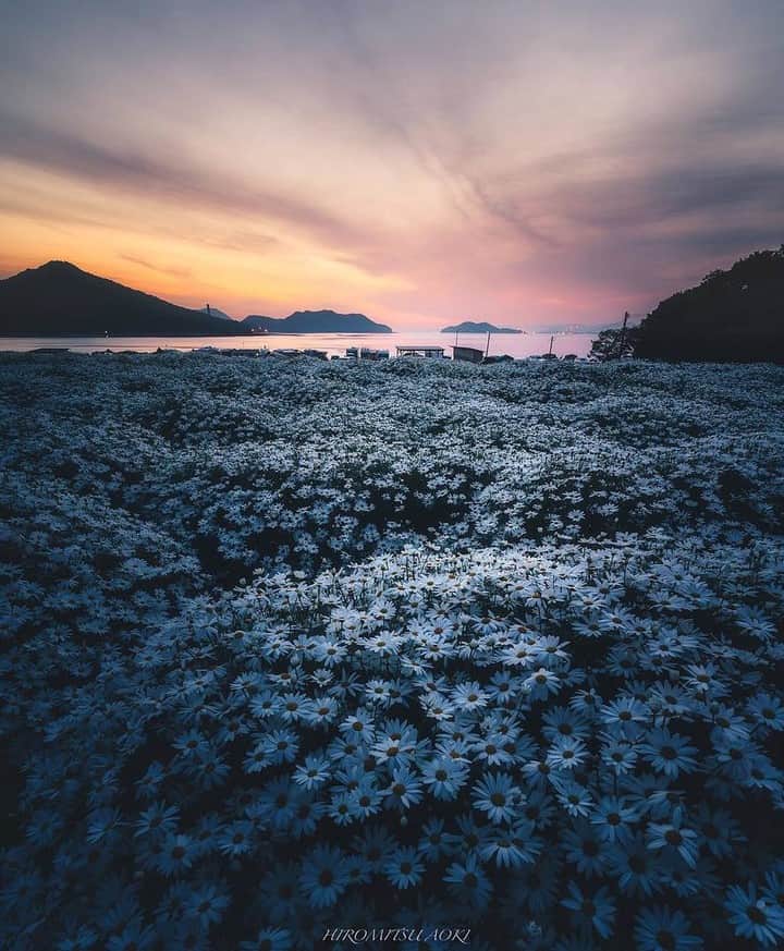 花の写真館のインスタグラム：「Photo by @hiromitsu_aoki.⠀ https://instagram.com/hiromitsu_aoki/⠀ .⠀ Original Post[投稿頂いたURL]⠀ https://www.instagram.com/hiromitsu_aoki/p/BxHPCrygmnS/⠀ .⠀ 本アカウントは、 #私の花の写真 をつけてInstagramに投稿された皆さまの花の写真や、「花の写真館」Facebookページで投稿された花の写真を紹介します。⠀ 「花の写真館」Facebookページは、「 @floral.photograph 」のプロフィールにあるURLからご覧ください。⠀ .⠀ #花の写真館 #floralphotograph #floralphoto #flower #flowers #富士フイルム #FUJIFILM⠀ Follow: @floral.photograph」