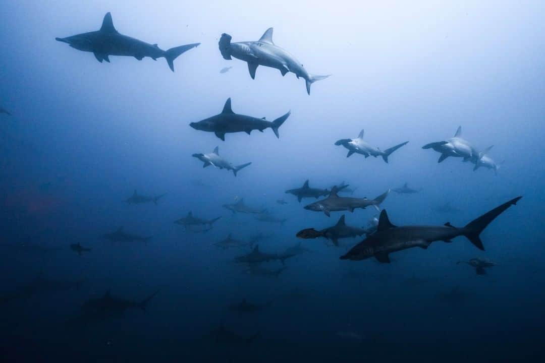 ナショナルジオグラフィックのインスタグラム