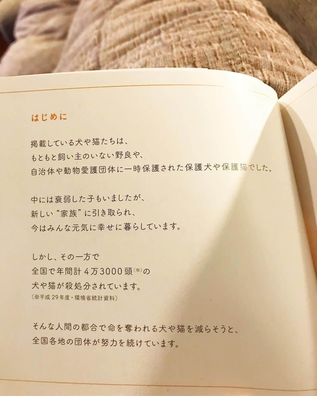 柴犬ハル&保護犬すずさんのインスタグラム写真 - (柴犬ハル&保護犬すずInstagram)「🐕🐱 . 「おかーしゃーんーー！ すずが載ってる写真集が届いたよ📕」 . #みんなイヌみんなネコ #8月15日から東京新宿で始まる写真展 #販売される写真集が一足早く届いたよ #写真展や写真集ですずを探してみてね #たくさんの保護犬と保護猫の写真が展示されるよ #譲渡会もあるみたいです #幸せになるために生まれてきたんだよ #食パンにかぶりつくのも幸せだよね❤️ . #柴犬#柴#kagoshima#dog#puppy#鹿児島#赤柴#雑種#天文館#日本犬#保護犬を家族に#保護犬#元保護犬#家族」8月13日 19時54分 - haruharu040777