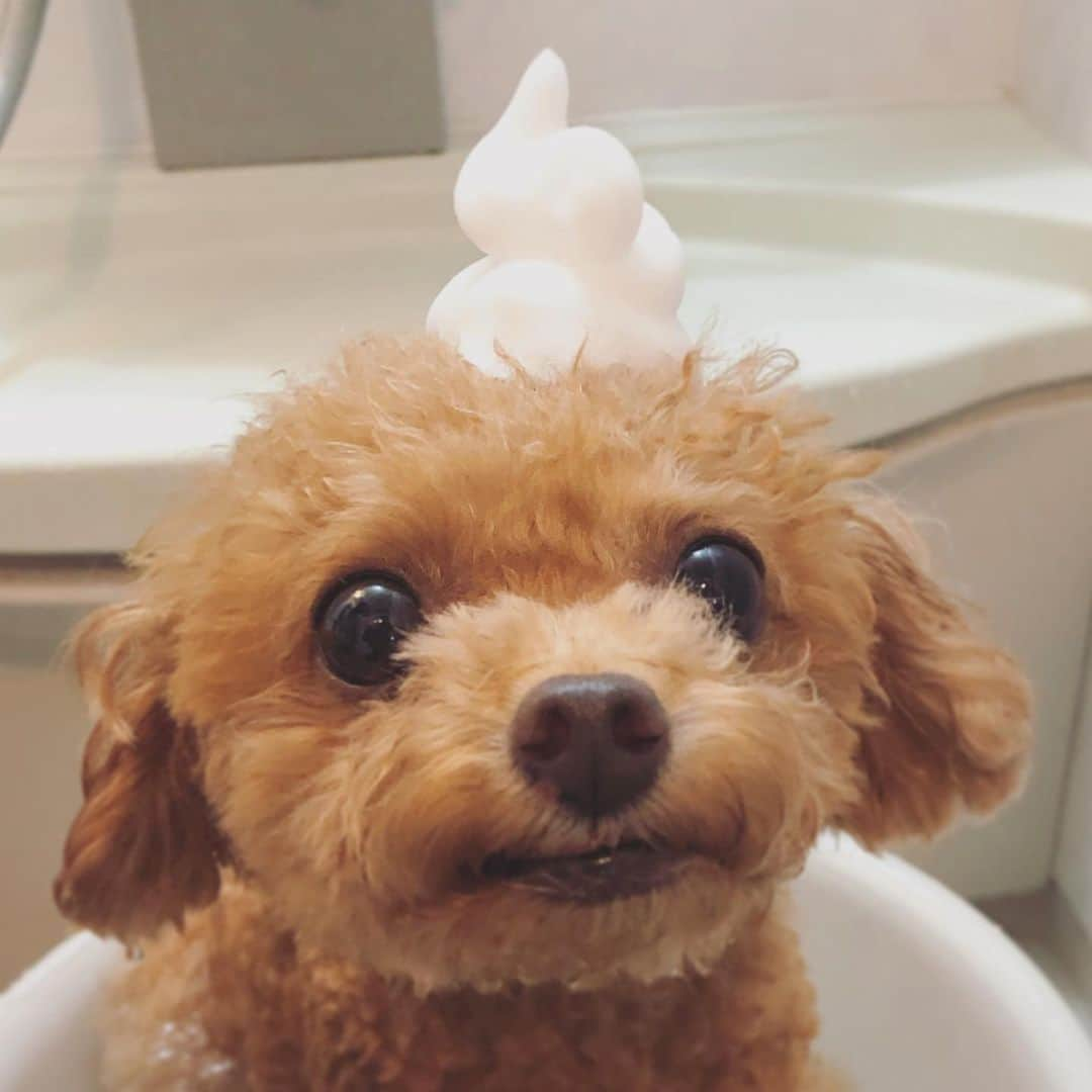 ふわさんのインスタグラム写真 - (ふわInstagram)「#toypoodle#toypoodlegram#dogsofinstagram#instadog#dog#doglover#fuwamama#ふわもこのふわ#ふわ#といぷーどる#トイプードル#トイプードル部#ふわもこ部#犬バカ部#親バカ部#犬のいる生活#ドッグラン行った後は#あわあわ〜〜」8月13日 19時51分 - huwayama