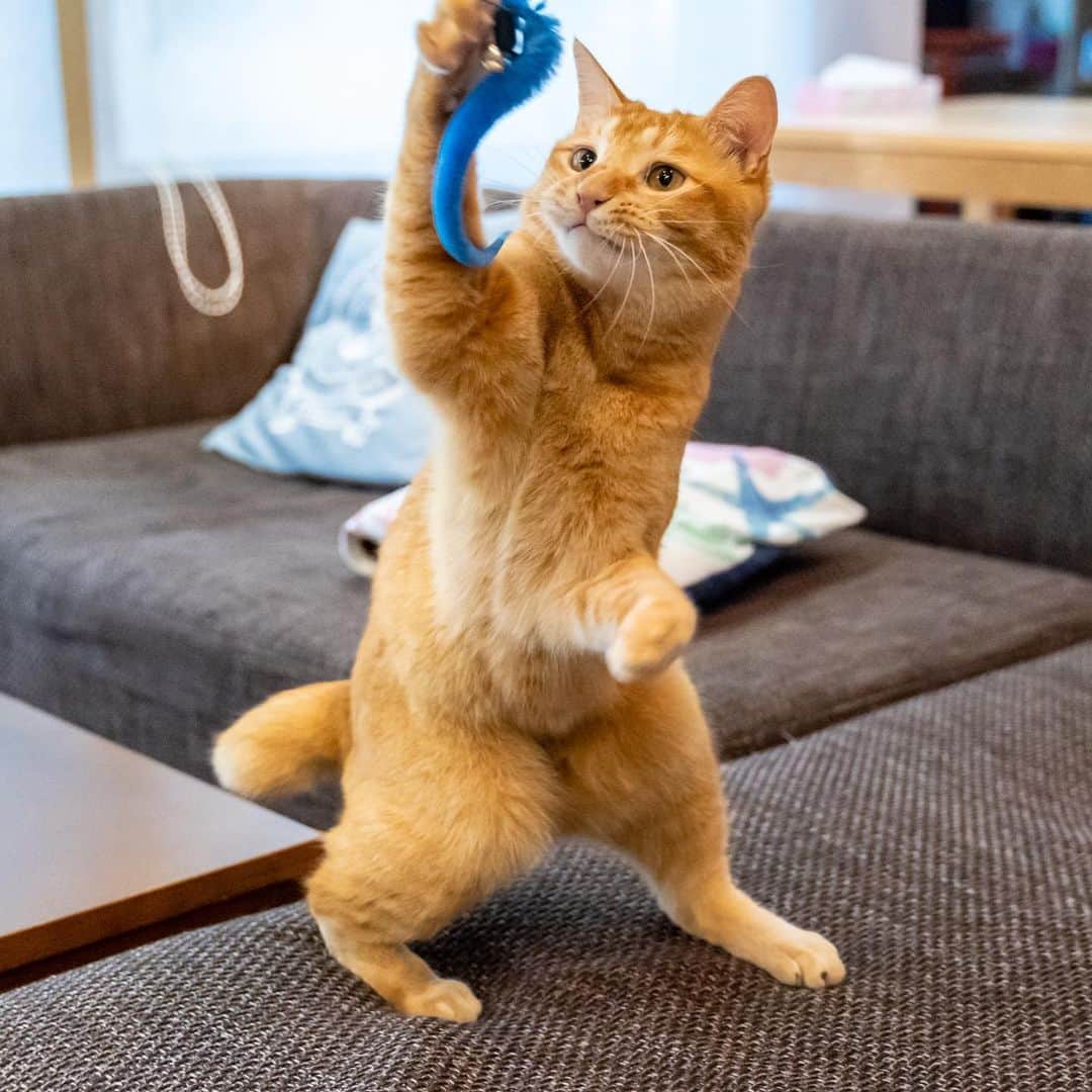 マアルのインスタグラム：「トラさん #🐈 #猫好きさんと繋がりたい #北海道 #旭川市 #ペットシッター」