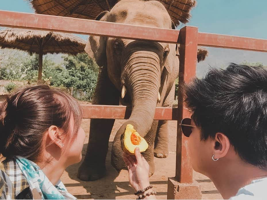 Kathryn Bernardoさんのインスタグラム写真 - (Kathryn BernardoInstagram)「Today is World Elephant Day so I'm posting these throwback pictures from our Chiang Mai trip! If only the world knows how beautiful these gentle giants are! 🐘❤ Let's all help in protecting them by NOT supporting elephant riding camps and ivory poaching. 🙅🏽‍♀ A few years ago, I myself had no idea that riding elephants is a form of maltreatment and could very well lead to injury. Instead of enjoying, I just felt bad for them, witnessing firsthand how the mahouts would hit them just to make them smile for pictures with tourists. I promised myself to make it up to them and go back to an elephant sanctuary. Fast forward to 2018, I paid a visit to @elephantnaturepark, an elephant rescue and rehabilitation center headed by @lek_chailert, and I had the most wonderful experience! Please, let’s all do our research before going to any elephant camps. Instead, let’s support non-riding camps! These gentle giants, and all animals for that matter, need our protection and proper care. Like us human beings, they deserve to be treated with love and respect. 🐘❤ #WorldElephantDay」8月13日 19時59分 - bernardokath