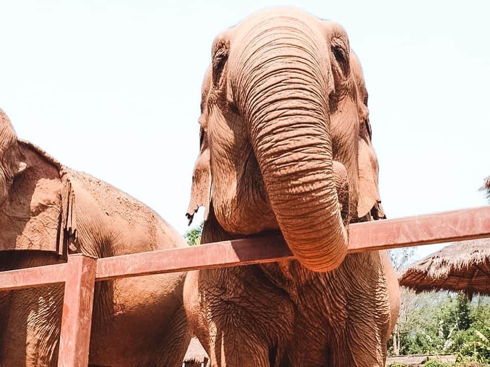 Kathryn Bernardoさんのインスタグラム写真 - (Kathryn BernardoInstagram)「Today is World Elephant Day so I'm posting these throwback pictures from our Chiang Mai trip! If only the world knows how beautiful these gentle giants are! 🐘❤ Let's all help in protecting them by NOT supporting elephant riding camps and ivory poaching. 🙅🏽‍♀ A few years ago, I myself had no idea that riding elephants is a form of maltreatment and could very well lead to injury. Instead of enjoying, I just felt bad for them, witnessing firsthand how the mahouts would hit them just to make them smile for pictures with tourists. I promised myself to make it up to them and go back to an elephant sanctuary. Fast forward to 2018, I paid a visit to @elephantnaturepark, an elephant rescue and rehabilitation center headed by @lek_chailert, and I had the most wonderful experience! Please, let’s all do our research before going to any elephant camps. Instead, let’s support non-riding camps! These gentle giants, and all animals for that matter, need our protection and proper care. Like us human beings, they deserve to be treated with love and respect. 🐘❤ #WorldElephantDay」8月13日 19時59分 - bernardokath
