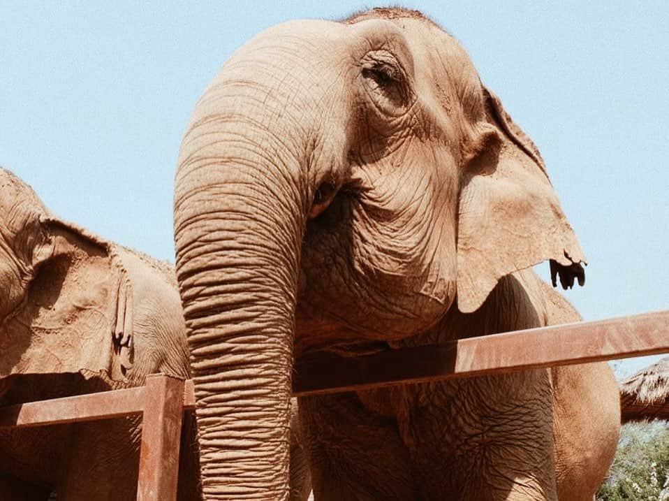 Kathryn Bernardoさんのインスタグラム写真 - (Kathryn BernardoInstagram)「Today is World Elephant Day so I'm posting these throwback pictures from our Chiang Mai trip! If only the world knows how beautiful these gentle giants are! 🐘❤ Let's all help in protecting them by NOT supporting elephant riding camps and ivory poaching. 🙅🏽‍♀ A few years ago, I myself had no idea that riding elephants is a form of maltreatment and could very well lead to injury. Instead of enjoying, I just felt bad for them, witnessing firsthand how the mahouts would hit them just to make them smile for pictures with tourists. I promised myself to make it up to them and go back to an elephant sanctuary. Fast forward to 2018, I paid a visit to @elephantnaturepark, an elephant rescue and rehabilitation center headed by @lek_chailert, and I had the most wonderful experience! Please, let’s all do our research before going to any elephant camps. Instead, let’s support non-riding camps! These gentle giants, and all animals for that matter, need our protection and proper care. Like us human beings, they deserve to be treated with love and respect. 🐘❤ #WorldElephantDay」8月13日 19時59分 - bernardokath