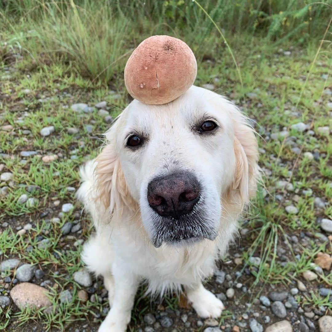 P太郎ママさんのインスタグラム写真 - (P太郎ママInstagram)「#花と犬  ストック大放出！ てほどのモンじゃないけどね。 アサガオ、 ヤブカンゾウ、 謎のキノコ！ #goldenretriever  #ゴールデンレトリバー  市立公園に、 「公園内のキノコを食べないでください」 の張り紙があるんだけど… そんなチャレンジャー、おるの？？？？」8月13日 20時01分 - ptarodada