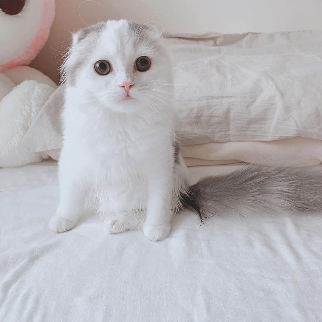 のんたのインスタグラム：「今日は朝からお風呂に入ったぱんちゃん🛁 床に落ちてるぱんちゃんのおトイレ失敗を ぼーおねえちゃんが一生懸命に隠そうと ほりほりカキカキしてあげていて感動✨ ・ #scottishfold #catstagram_japan #catsofinstagram #cats_of_instagram#catoftheday #ilovemycat #bestmeow #catlover #cutecat #kittensofinstagram #cute #スコティッシュフォールド」