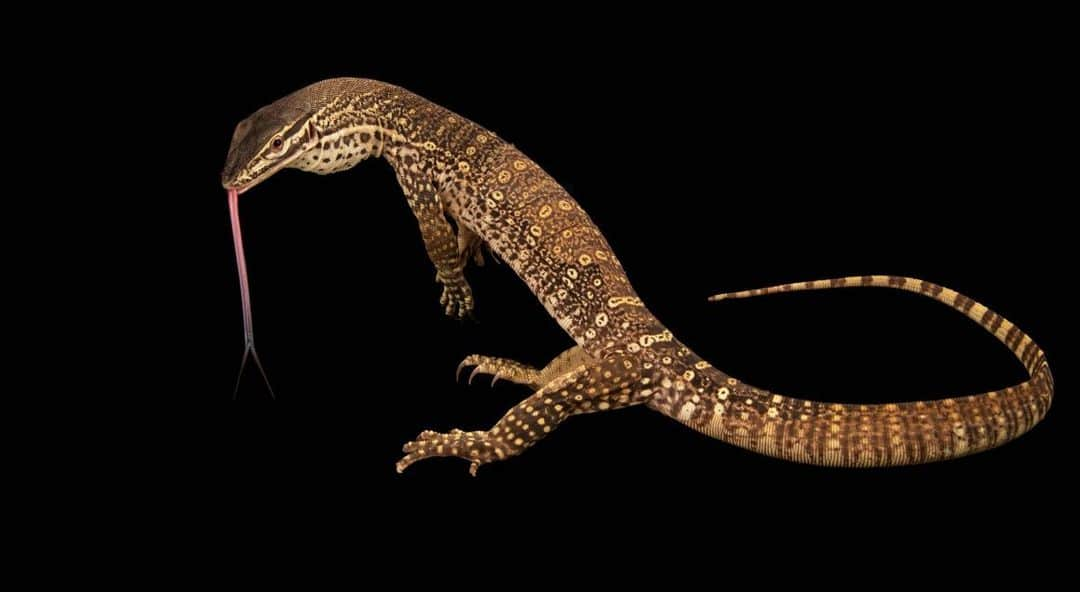 Joel Sartoreさんのインスタグラム写真 - (Joel SartoreInstagram)「Meet the argus monitor from northern Australia and southern New Guinea. Reaching up to five feet in length, this large lizard spends most of its time on the ground, digging large burrows to take shelter in. Despite its preference for the ground, this species will forage in trees, seeking out eggs, vertebrates, and invertebrates that might make a nice meal. When threatened or on the lookout for potential prey, argus monitors will “tripod”; raising up on their hind legs and supporting themselves with their tail - a rare and unusual behavior. Recently this species has experienced population declines following the arrival of cane toads (which are toxic when consumed), an invasive species in Australia. However, most of the monitor’s distribution is outside of the toad’s potential range, meaning that the species as a whole is not at risk of extinction. #Worldlizardday #argusmonitor #longtongue #yellowspots #Australia #NewGuinea #PhotoArk #savetogether」8月13日 20時16分 - joelsartore