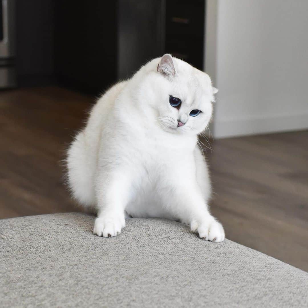 コビーさんのインスタグラム写真 コビーinstagram Oh Lawd I M Lookin Chonky 8月13日 時28分 Cobythecat