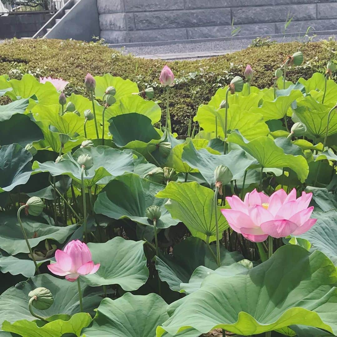 畑野ひろ子のインスタグラム：「お墓参りでお寺に行ったら、蓮の花が凄く綺麗で思わず記念撮影してしまいました😊」