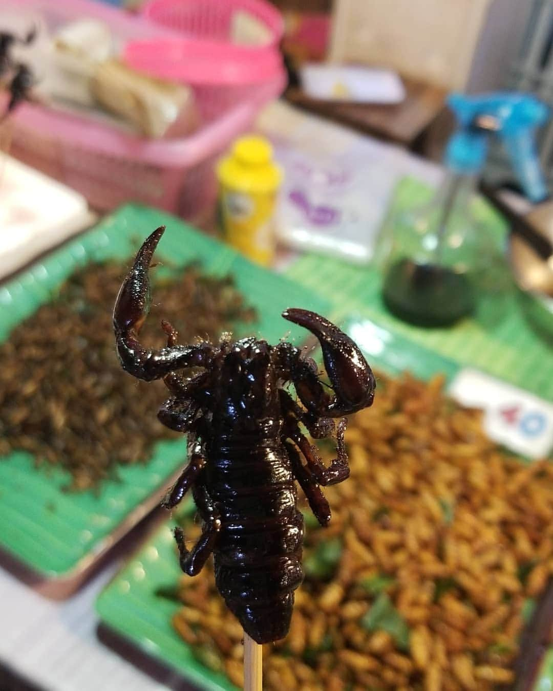 小林レイミさんのインスタグラム写真 - (小林レイミInstagram)「Scorpion 🦂♏❤️共食い出来て嬉しい😍🎉🌌さらに強くなった気がするw #scorpion #eating #nightmarket #bangkok #foodmarket #girlstrip #traveler #traveldiary #初 #昆虫食 #救急車は呼ぶことになりませんでした #下ネタ合宿中」8月13日 20時56分 - _reimi._____