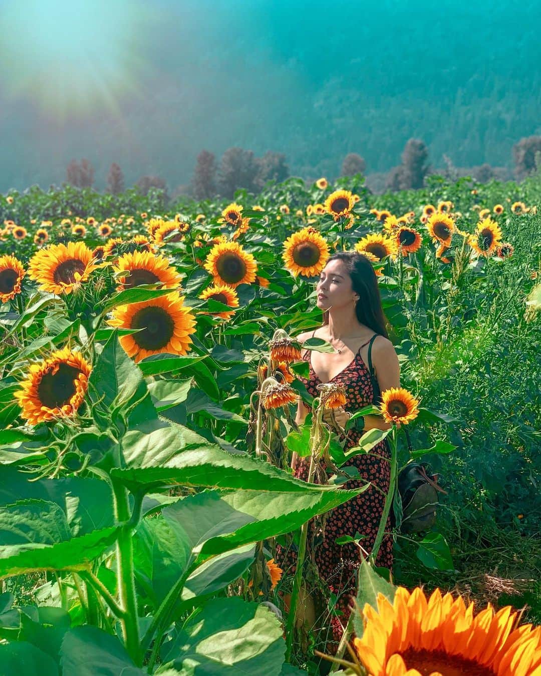 Kim Chiuさんのインスタグラム写真 - (Kim ChiuInstagram)「“I don’t think there’s anything on this planet more trumpets life than the sunflower., thats because of the reason behind its name. Not because it looks like the sun, but because it follows the sun. Wherever light is, no matter how weak, this flowers will find it and thats such an admirable thing and such a lesson in life.”🌻🌻🌻」8月13日 20時58分 - chinitaprincess