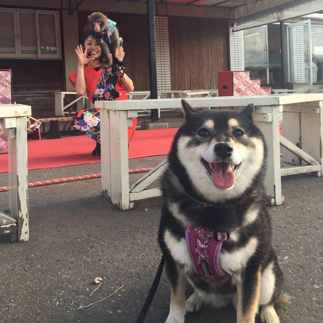 吾子さんのインスタグラム写真 - (吾子Instagram)「・ #神戸モンキーズ劇場 さん🐒🐶💕 のはやてくん🐒💕 ・ #中山峠 で猿まわしをやってたよ💁🏻‍♀️💕 ・ タイミングよく見れて嬉しかったわん🐶💕 ・ #犬猿の仲 🐶❓ #あこも演技できるよ #おてとおかわり 任せてわん🐶💕 ・ 北海道の柴犬 #柴北会 の皆ワン🐶💕くん活頑張ろう🐶👍🏻💕 ・ #adorable #instadog#shibainu#dog#instagramjapan#instashiba#kuroshiba #kuroshiba#socute #cutedog#いぬのきもち #黒柴 #dogstagram #sapporo」8月13日 21時05分 - acoshiba