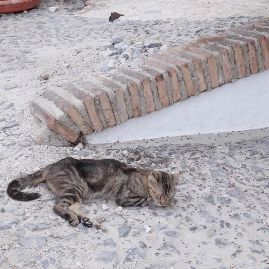 瀧田彩のインスタグラム：「ネルハの猫たち🐈﻿ ﻿ 猫大好きなので寄っていくと、「気安く近寄らないで😾」感が強かった😂﻿ ﻿ みんな綺麗なお顔してた〜☺️✨✨﻿ ﻿ ﻿ #猫 #고양이 #cat #🐈 #ネルハ #nerja #네르하 #네르하여행 #地中海 #スペイン旅行 #스페인여행」